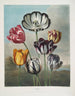 Grupa tulipanów - Robert John Thornton — widok dzieła