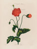 Un potager monstre Poppy - Robert John Thornton — widok dzieła