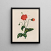 Un potager monstre Poppy - Robert John Thornton — oprawiony obraz na ścianie