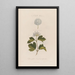 Jeden roślinny potwór Spiraea opulifolia lub Viorne à feuilles de groseillier - Robert John Thornton — oprawiony obraz na ścianie