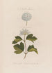 Jeden roślinny potwór Spiraea opulifolia lub Viorne à feuilles de groseillier - Robert John Thornton — widok dzieła