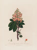 Aesculus Hippocastanum ou Marronnier d'Inde commun - Robert John Thornton — widok dzieła