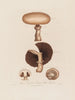 Agaricus campestris ou champignon de champ - Robert John Thornton — widok dzieła