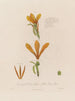 Anatomia Canna glauca lub żółtego trzciny indyjskiej - Robert John Thornton — widok dzieła
