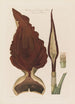 Anatomia Arum dracena Roślina toksyczna - Robert John Thornton — widok dzieła