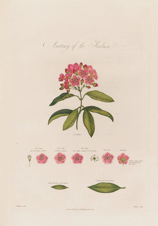 Robert John Thornton - Anatomy of the Kalmia.webp