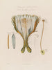 Anatomia kaktusa grandiflora lub cérus nocturnus - Robert John Thornton — widok dzieła