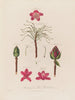 Anatomia rhododendron ponticum - Robert John Thornton — widok dzieła