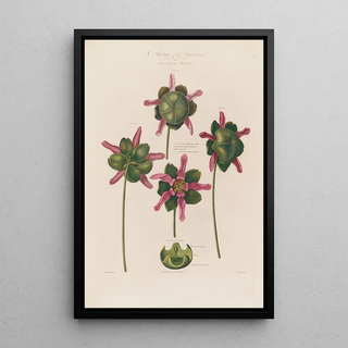 Robert John Thornton - Anatomy of the Sarracenia or Pitcher Plant.webp