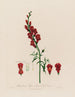 Antirrhinum majus ou grande gueule de loup - Robert John Thornton — widok dzieła