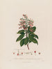 Arbutus andrachne ou arbousier oriental - Robert John Thornton — widok dzieła