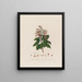 Arbutus andrachne ou arbousier oriental - Robert John Thornton — oprawiony obraz na ścianie