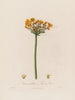 Butomus umbellatus ou Jonc à fleurs - Robert John Thornton — widok dzieła