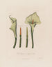 Calla etiopijska lub Calla afrykańska - Robert John Thornton — widok dzieła