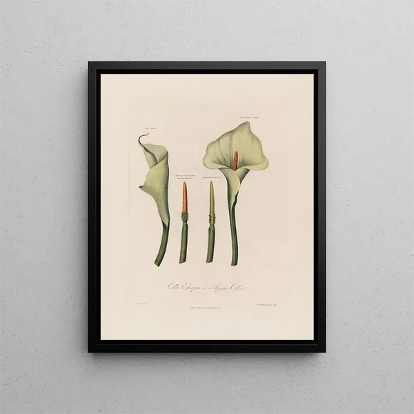 Calla etiopijska lub Calla afrykańska - Robert John Thornton — oprawiony obraz na ścianie