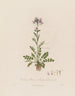 Cardamine pratensis lub rzeżucha łąkowa - Robert John Thornton — widok dzieła