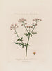 Chaerophyllum Sylvestre ou Cerfeuil sauvage - Robert John Thornton — widok dzieła