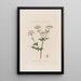 Chaerophyllum Sylvestre ou Cerfeuil sauvage - Robert John Thornton — oprawiony obraz na ścianie
