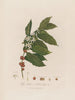 Coffea arabica lub Drzewo kawowe arabskie - Robert John Thornton — widok dzieła