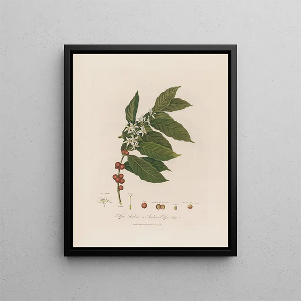 Coffea arabica lub Drzewo kawowe arabskie - Robert John Thornton — oprawiony obraz na ścianie