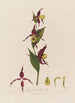 Cypripedium Sabot de Vénus - Robert John Thornton — widok dzieła
