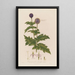 Echinops sphaerocephalus ou Chardon boule azurée - Robert John Thornton — oprawiony obraz na ścianie