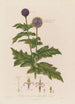Echinops sphaerocephalus ou Chardon boule azurée - Robert John Thornton — widok dzieła