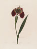 Ferraria tigris - Robert John Thornton — widok dzieła