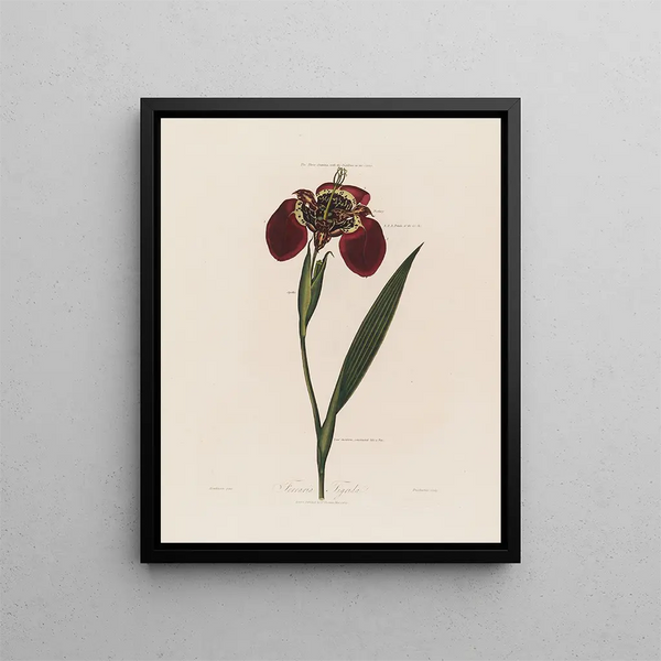 Ferraria tigris - Robert John Thornton — oprawiony obraz na ścianie