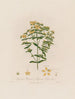 Hypericum perforatum ou millepertuis perforé - Robert John Thornton — widok dzieła