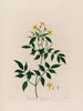 Jasminum le Jasmin - Robert John Thornton — widok dzieła