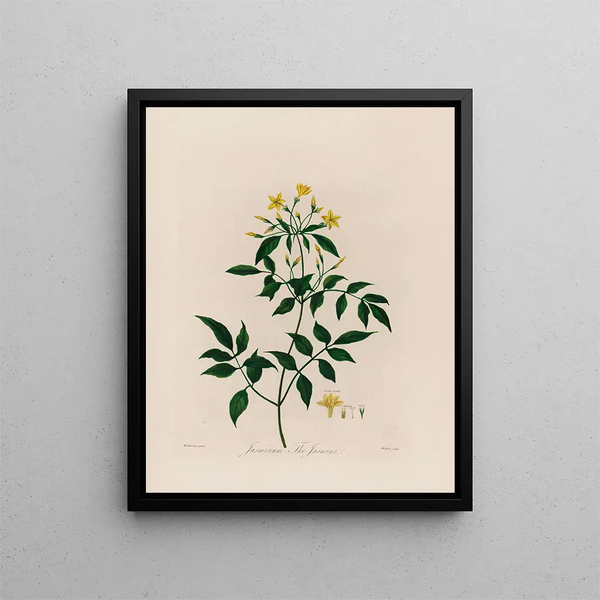 Jasminum le Jasmin - Robert John Thornton — oprawiony obraz na ścianie