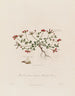 Lotus corniculatus ou trèfle des oiseaux - Robert John Thornton — widok dzieła
