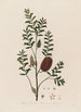 Melaleuca ericifolia ou Mélaleuca à feuilles de bruyère - Robert John Thornton — widok dzieła