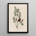Melaleuca ericifolia ou Mélaleuca à feuilles de bruyère - Robert John Thornton — oprawiony obraz na ścianie