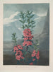 Kalmia à feuilles étroites - Robert John Thornton — widok dzieła