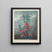 Kalmia à feuilles étroites - Robert John Thornton — oprawiony obraz na ścianie