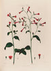 Nicotiana Tabac - Robert John Thornton — widok dzieła