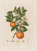 Orange - Robert John Thornton — widok dzieła