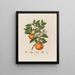 Orange - Robert John Thornton — oprawiony obraz na ścianie
