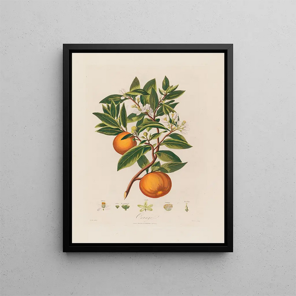 Orange - Robert John Thornton — oprawiony obraz na ścianie