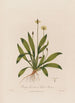 Plantago lanceolata lub Plantain lancetowaty - Robert John Thornton — widok dzieła