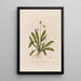 Plantago lanceolata lub Plantain lancetowaty - Robert John Thornton — oprawiony obraz na ścianie