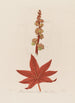 Ricinus communis ou Palma Christi commun - Robert John Thornton — widok dzieła