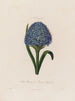 Scilla peruviana lub hyacint z Peru - Robert John Thornton — widok dzieła