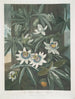 La Fleur de la passion bleue - Robert John Thornton — widok dzieła