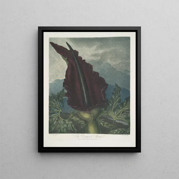 Le Dragon arum - Robert John Thornton — oprawiony obraz na ścianie