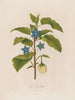 L'Aubergine - Robert John Thornton — widok dzieła