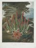 Le Stapelia porteur d'asticots - Robert John Thornton — widok dzieła