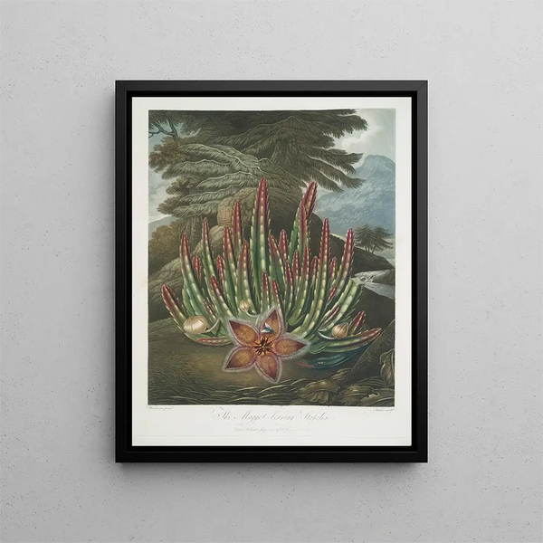 Le Stapelia porteur d'asticots - Robert John Thornton — oprawiony obraz na ścianie